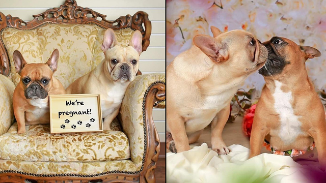 French bulldogs pose for adorable maternity photo shoot