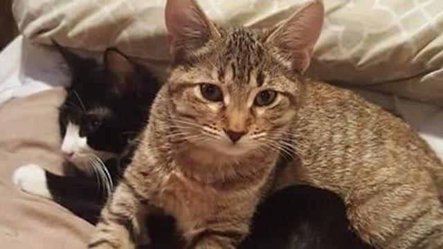 Cats actually do bond with humans, study finds
