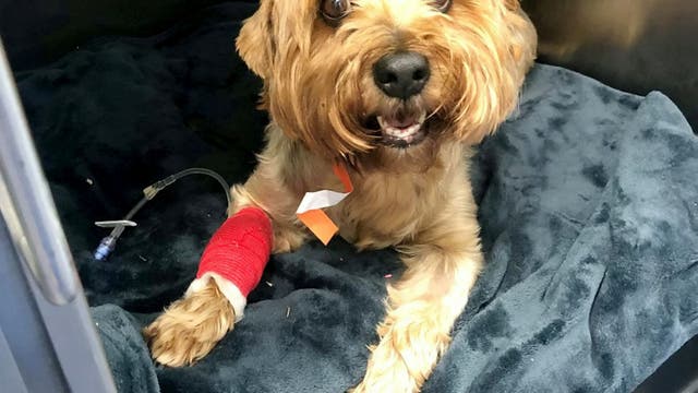 Dog survives after 4-inch BBQ skewer pierces kidney