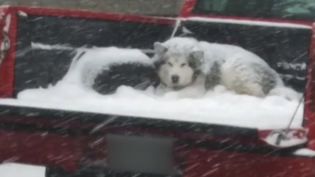 Photo of a snow-covered dog in Colorado in open pickup bed raises concerns