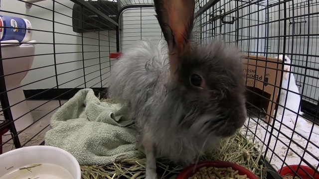 Hundreds of animals found in 'deplorable' conditions could soon be adopted