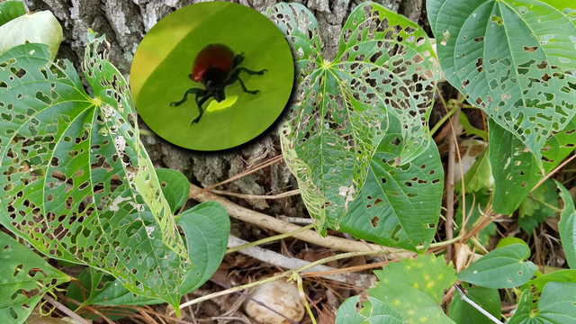 Orlando releases air potato leaf beetles to manage invasive weed
