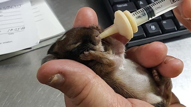 Orange County Animal Services nursing abandoned baby bunny back to health
