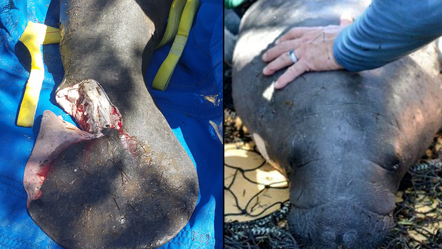 Manatee being treated after tail sliced open by boat propeller