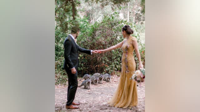 Family of raccoons make SF couple's wedding photo shoot even more memorable