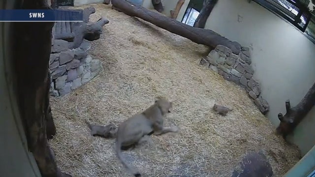 Hilarious video shows lion cub spooking her mom