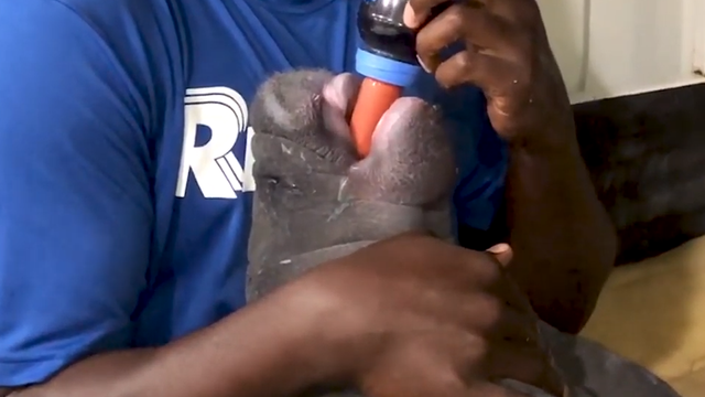 Clearwater aquarium saves baby manatee in Belize