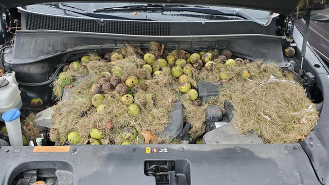 Pennsylvania squirrels hide more than 200 walnuts under SUV hood