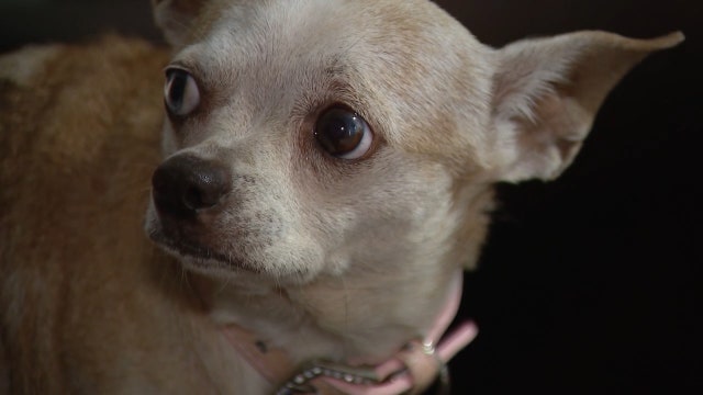 Lost dog recovered after missing for 4 months