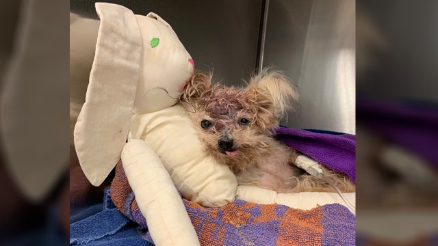 Elderly dog 'Pringles' dies after being beaten, thrown in the trash