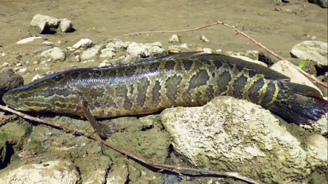 FWC monitoring fish that can breathe on land