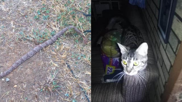 Tennessee man, 81, saved by shelter cat when venomous snake slithers in