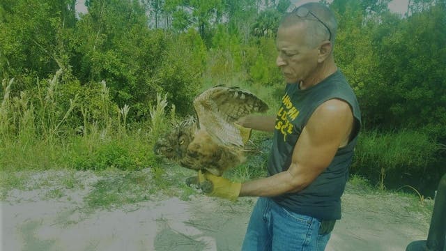 Injured owl found in Lake George State Forest near Bunnell