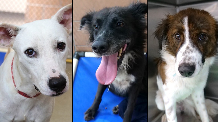 Dogs rescued from Bahamas up for adoption at Pet Alliance ...