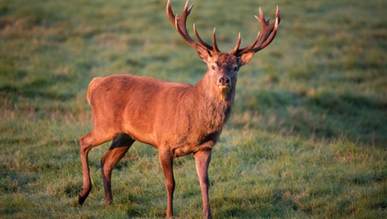 872cb777-deer-404023.jpg