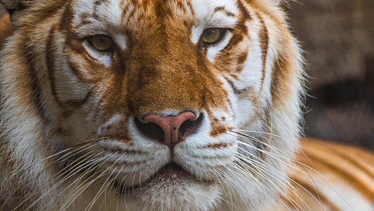 Undated photo of Bala, the Bengal tiger.