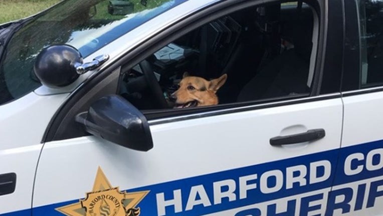 514edc38-HARFORD COUNTY SO_k9 in patrol vehicle_092919_1569771058158.png.jpg