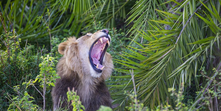 lion-roar-1.jpg?ve=1&tl=1