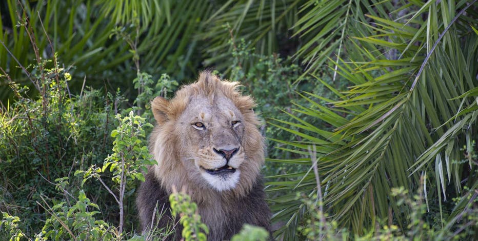 Enormous lion terrifies photographer with loud roar — then smiles