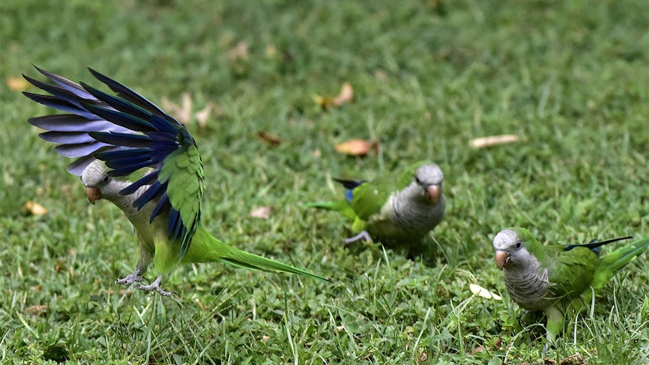 Monk-parakeet.jpg