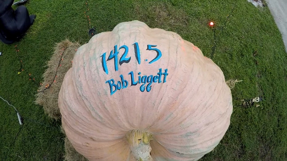 P-GIANT-PUMPKIN-11-_WTVT99ad_146.mxf_.00_00_18_59.Still002.jpg