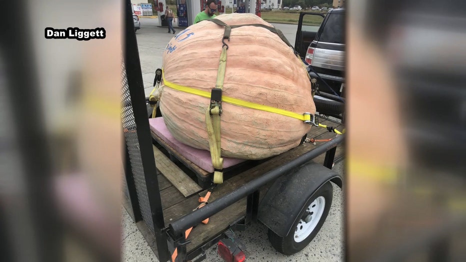 P-GIANT-PUMPKIN-11-_WTVT99ad_146.mxf_.00_00_56_24.Still005.jpg