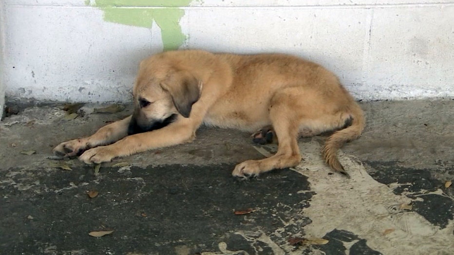P-IRMA-DOGS-RESCUED-5_WTVT7533_146.mxf_.00_00_39_10.Still001.jpg