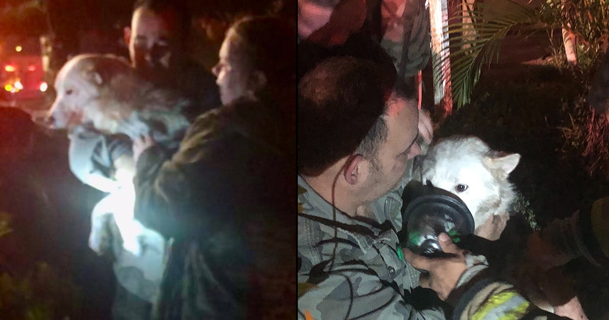 Children, service dog escape Orlando house fire, 3 dogs killed | FOX 35 ...