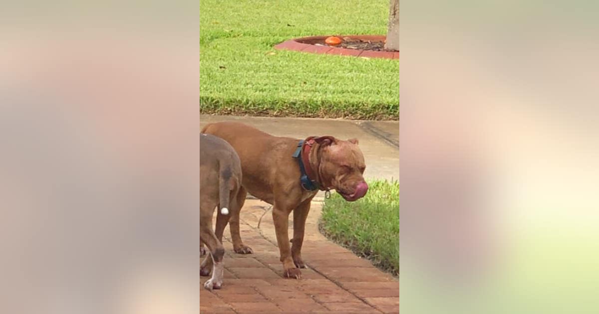 DeBary couple upset over fatal dog attack on their cat | FOX 35 Orlando