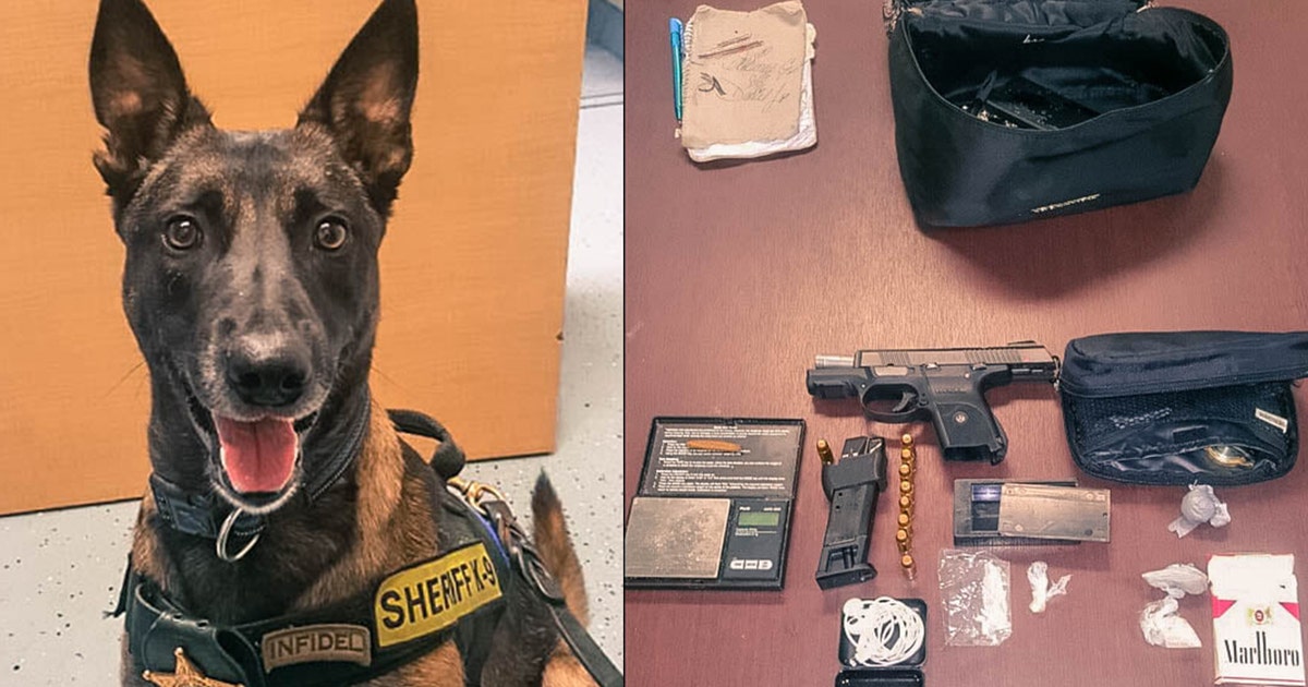 Florida K-9 sniffs out more than 13 grams of meth during traffic stop ...