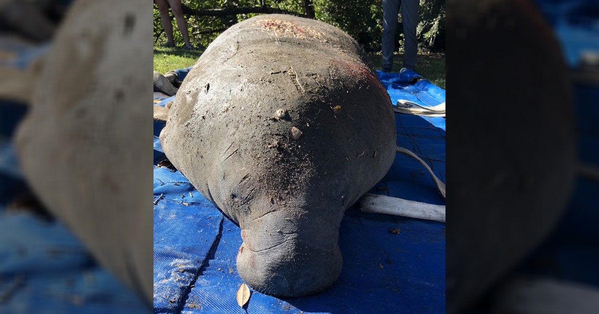 SeaWorld rescues distressed manatee from South Carolina community | FOX ...
