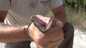 FOX 35 joins python hunters as they trek through Everglades