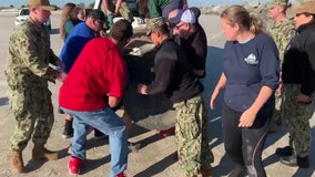 Navy personnel rescue manatee stranded on north Florida beach