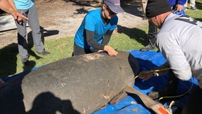 Brevard leads Florida counties in manatee deaths in 2021