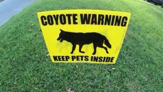 Woman spots three coyotes in College Park, warns neighbors to keep pets safe