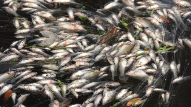 'It broke my heart': Massive fish kill at Ormond Beach park upsets visitors