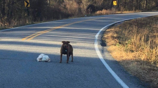 ‘Anyone missing their frozen turkey?’: Dog caught with whole Thanksgiving fowl in middle of road