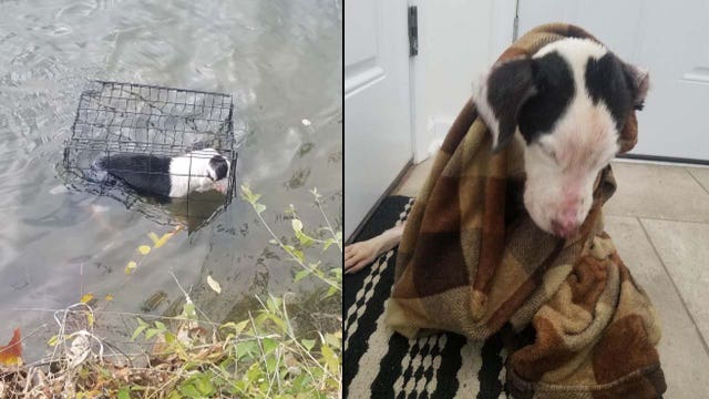 Man saves caged puppy found floating in freezing lake