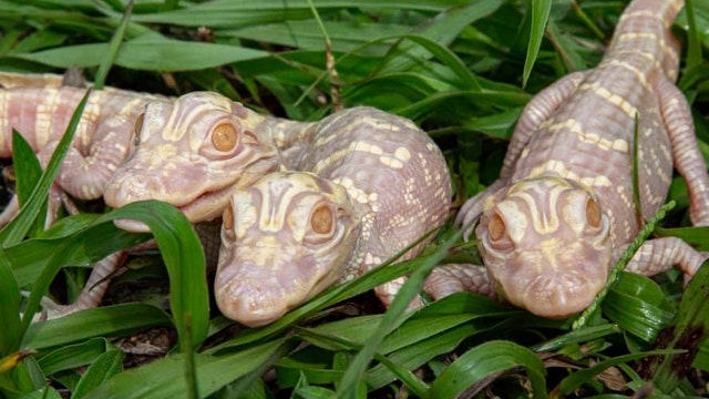 Gatorland Orlando welcomes in three albino alligator babies, taking name suggestions from public