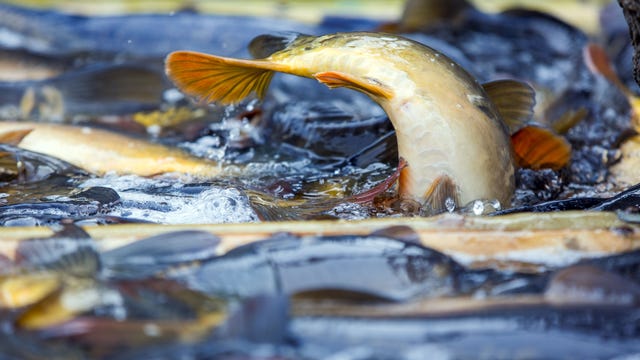 Fish, said to have humanlike face, roils the web