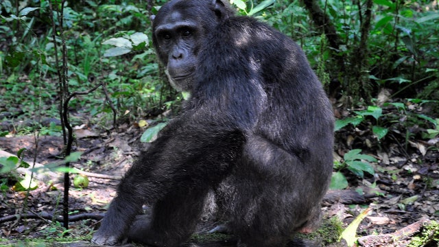 Chimps are killing people in Uganda: 'It broke off the arm... opened the stomach and removed the kidneys'