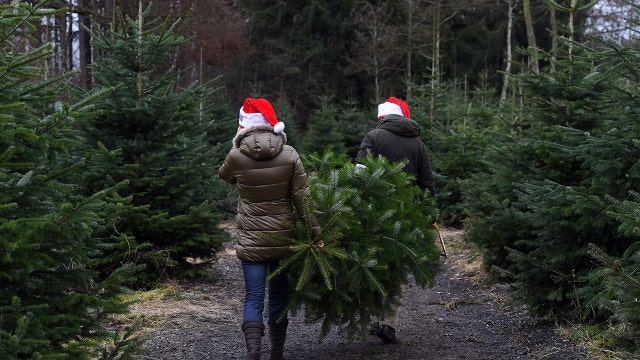 Christmas trees may be more expensive this year amid 'tight supply' in some parts of America