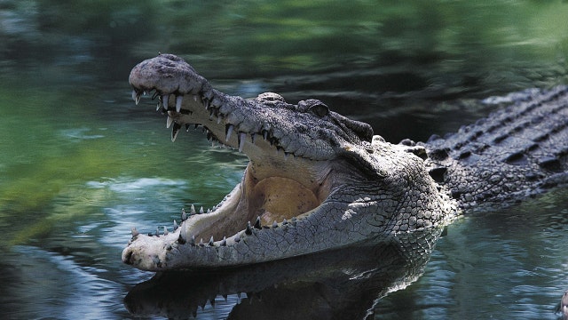 Zimbabwean girl, 11, says she wrestled crocodile, gouged out eyes to save 9-year-old friend: report