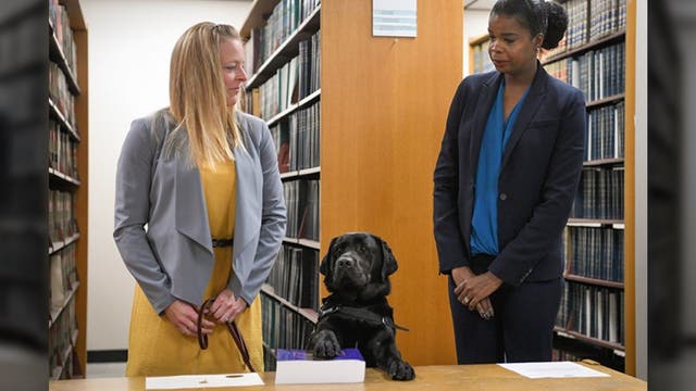 Labrador sworn in at Chicago state's attorney's office as emotional support dog