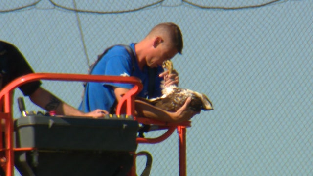 Hawk rescued from netting at Topgolf being evaluated at SeaWorld