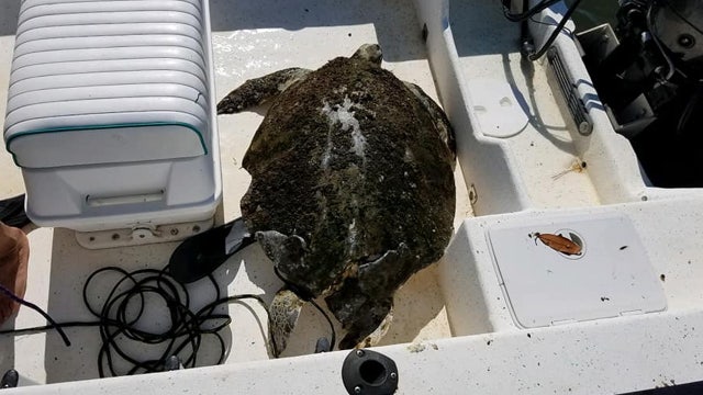 144-pound sea turtle hit by boat rescued off Florida coast