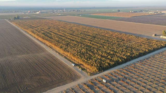 Millions of cannabis plants in California with ‘black market’ value of $1B seized and destroyed