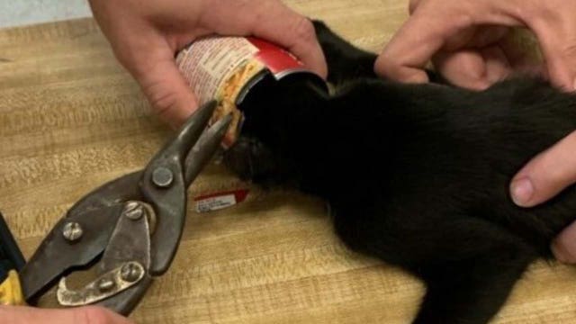 Orange County firefighters revive kitten with soup can stuck on head