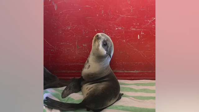 Firefighters rescue northern fur seal from Redwood City parking garage