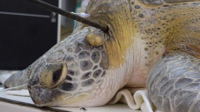 'Splinter' the turtle returning to ocean after recovering from spear attack